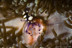 Commensal Shrimp by Marco Faimali 